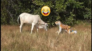 Best Video Fake Tiger walking near a cowisreally funny 04