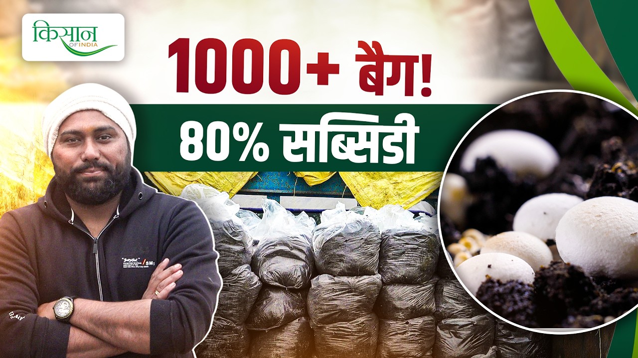 नौकरी छोड़ 2 झोपड़ियों से शुरू की Mushroom Farming, 80% तक सब्सिडी भी