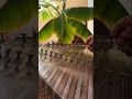 Persian Santoor for Relaxing. Release Stress & Anxiety #deepcalm #music #موسیقی #shorts