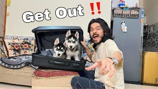 Bag pack  Prank on My Husky puppies | Rottweiler Dog | siberian husky | Review reloaded