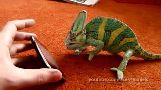 Chameleon was frightened by iphone (what did he saw?)