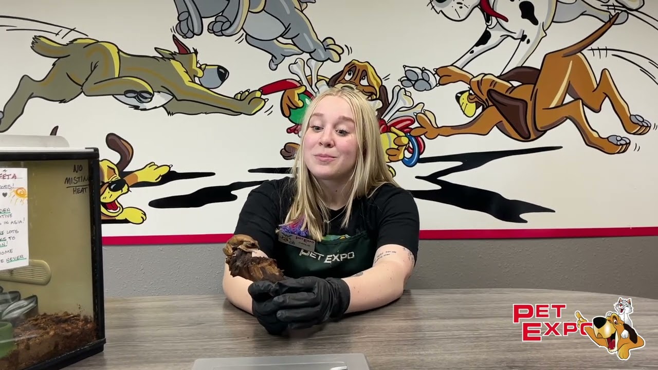 Creature Feature: Golden Tree Frog