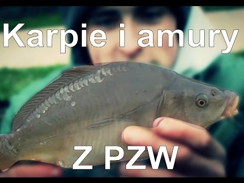 Atak dzikich karpi