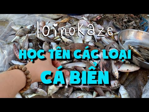 Video: Cá biển. Cá biển: tên gọi. Thức ăn biển cá