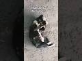 nikmatnya jadi kucing#cat