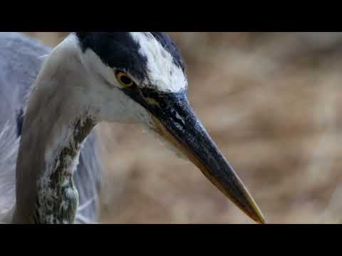 Great Blue Heron catching gopher in Southern California