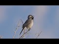 Black-throated Sparrow singing - Anza Borrego Desert, CA