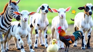 KAMBING , SAPI , KAMBING LUCU JOGET , EMBEK , KAMBING EMBEK-EMBEK , SAPI LUCU SAPI JOGET DOMBA LUCU