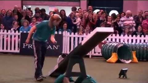 YKC Wonder Pug at DFS Crufts 2010