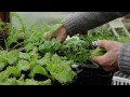 Pick & regrow salad leaves through winter, 2kg/4.5lb from three trays, 18 plants