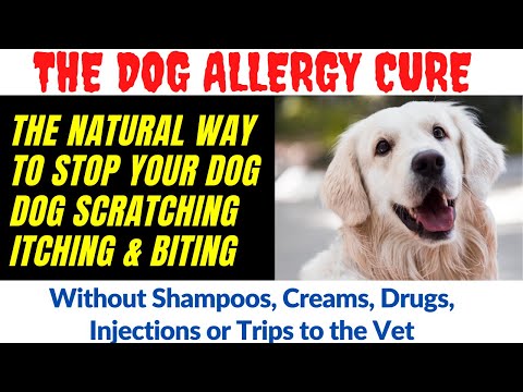 Home Remedies for Dog Skin Allergies Itching | Home Remedies for Dog Skin Allergies