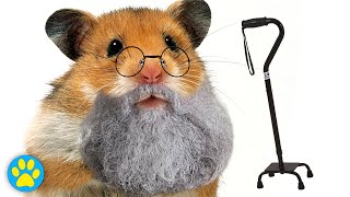 How To Care For An Elderly Hamster