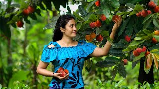 Full of Velvet apple tree made my family time more delicious again & again |Poorna  The nature girl