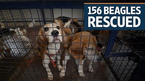 156 beagles rescued from an animal testing lab in Bengaluru