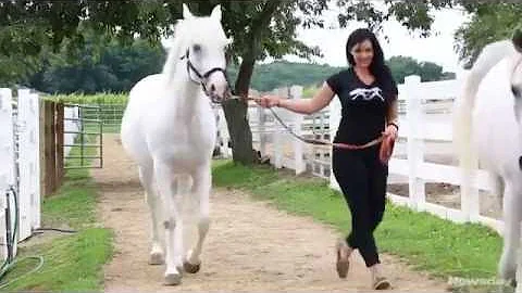 Horse rescue at the winery