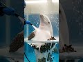 Dolphin Brancle Cleaning: Nature’s Gentle Caretakers #Dolphin #BrancleCleaning