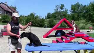 Training Your Labrador Retriever Part 2