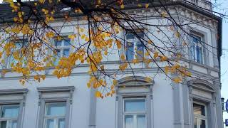 ФУТАЖИ ДЛЯ МОНТАЖА. Осень в городе. Желтая ветка на фоне старинного дома.