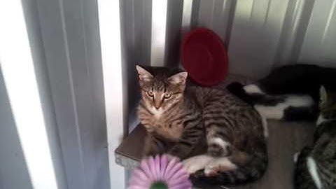 video 2012 04 13 15 27 45