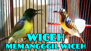 SUARA BURUNG WICEH (KOLIBRI KELAPA ) GACOR NGALAS NGEPLONG / PANCINGAN KOLAP