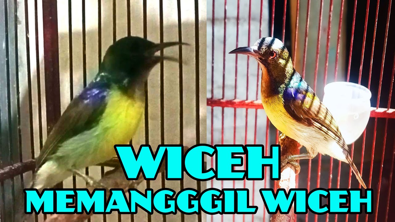SUARA BURUNG WICEH (KOLIBRI KELAPA ) GACOR NGALAS NGEPLONG / PANCINGAN KOLAP