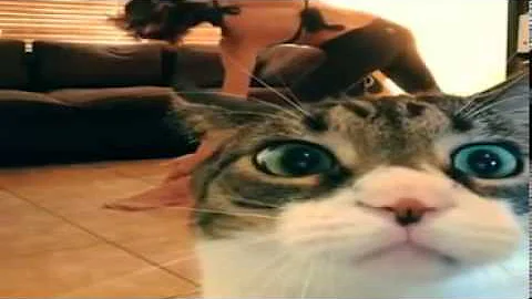 Come descrivere il pelo di un gatto?