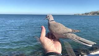 dove bird by Angel Venkov 9,119 views 2 years ago 22 seconds