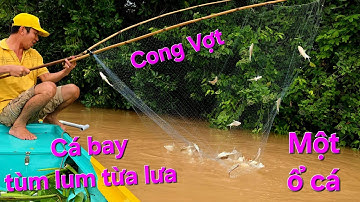 Đúng nước cá về vớt vợt nào củng vô bầy cá. Đêm nay trúng chắc | Săn bắt SÓC TRĂNG |