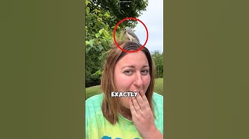 What Is This Bird Doing? #birdnest #shorts