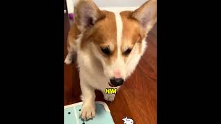 Tricked with durian balloons & crashed into the lake!❤️🐕#usa#dog#shorts
