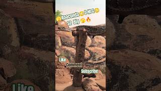 Anaconda so big big snake 🫣🫣😱😱 #shorts #anaconda  #aruntripathi551