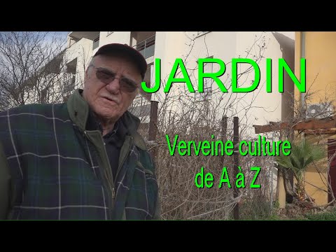 Vidéo: La verveine citronnée survivra-t-elle à l'hiver ?