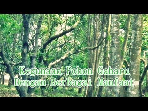 Kegunaan Pohon Gaharu Dengan Berbagai Manfaat