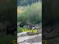 Honey Badger: The Most Fearless Animal 😱 #shorts   #brainrot