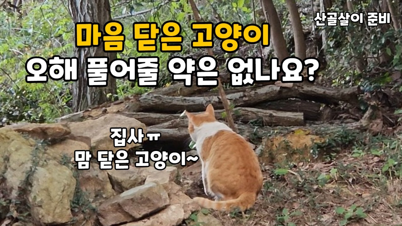 중성화 한 후 집사가 무서운 고양이|고양이와 밀당|정원 가꾸기|작약심기|5도2촌|산골
