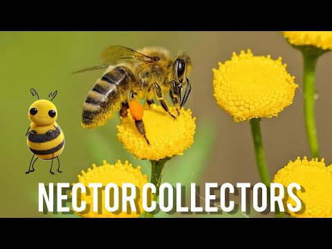 Best Pollination Video। Honey Bee। Macro video। 4k video