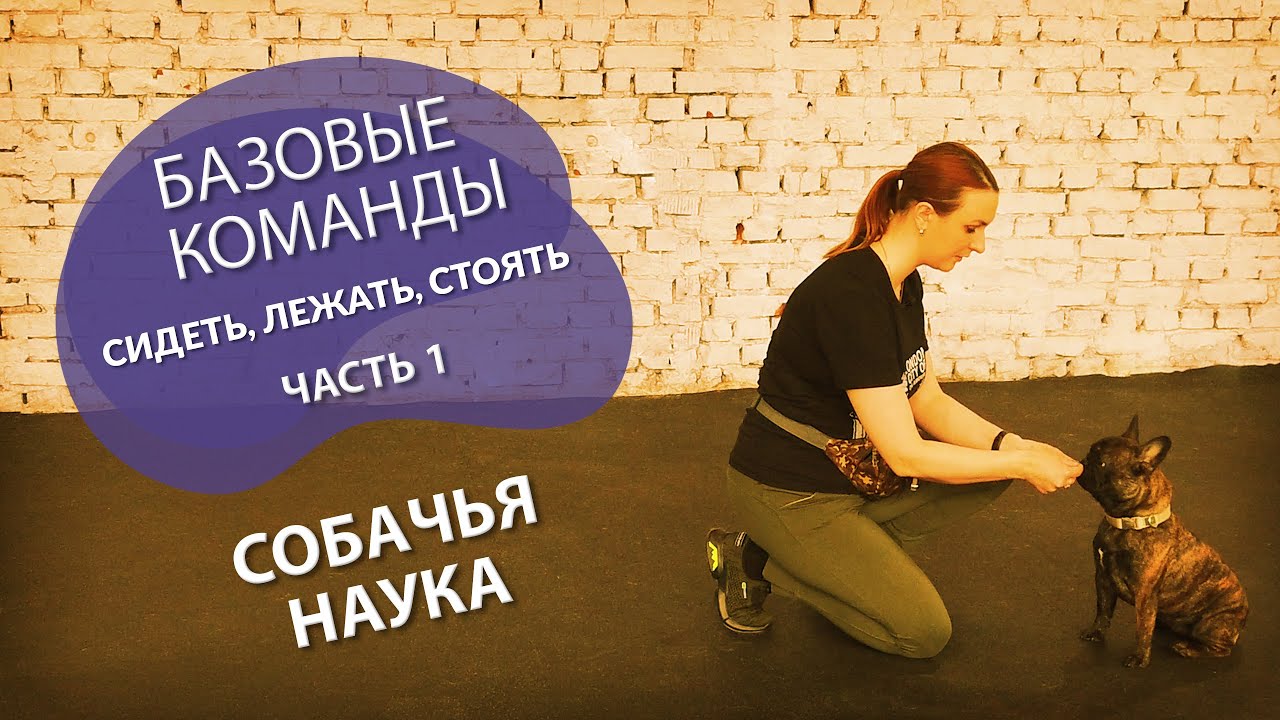 правила дрессировки щенка