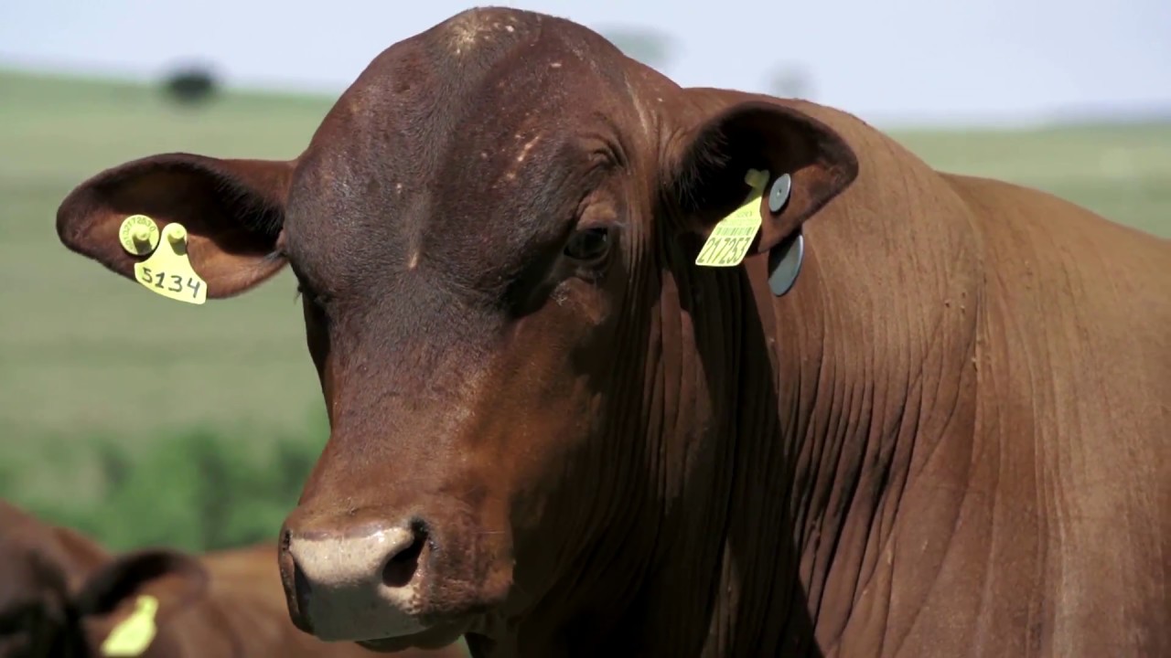 Documentário “Senepol: a raça do futuro”