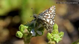 Laguna Mountains Skipper Butterfly ready to be reintroduced to their native habitat after 22 years
