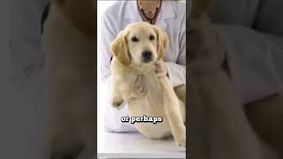 Sudden Behavior Changes in Dogs  What to Watch For #doglover #pettraining #dogtraining #pets