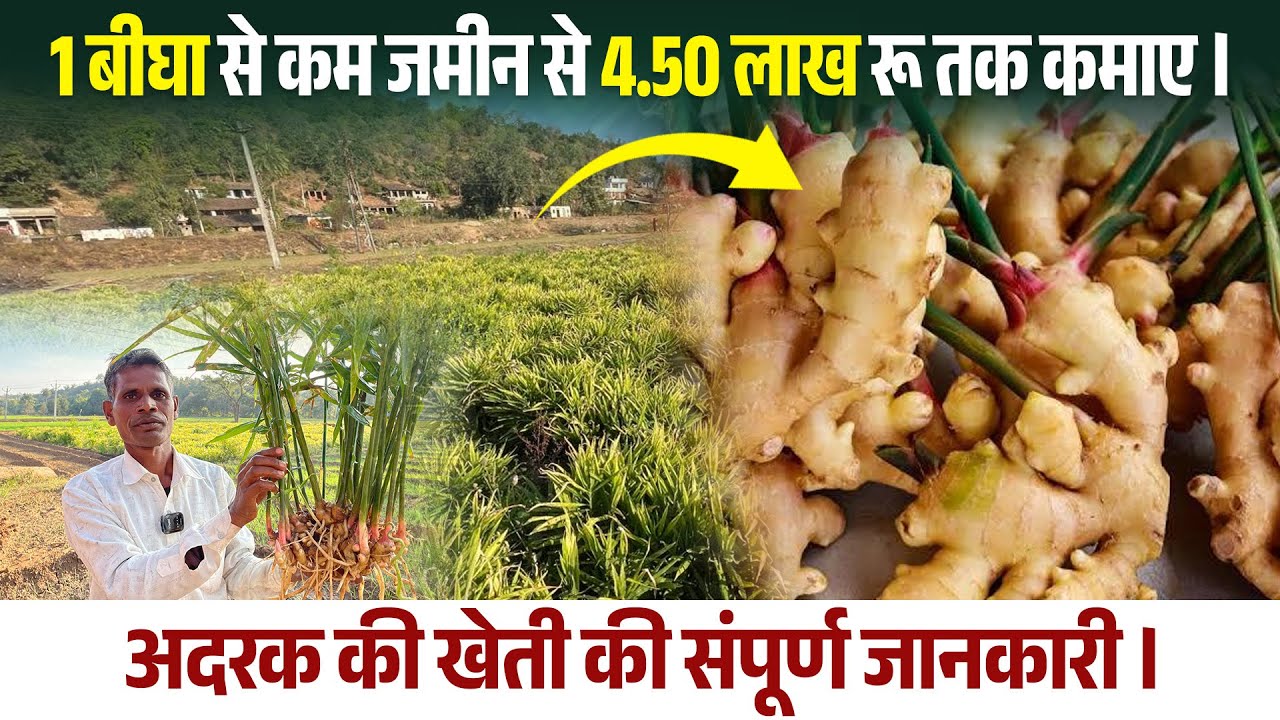 अदरक की खेती की संपूर्ण जानकारी ।मात्र एक बीघा में कमाये लाखों रुपये ।किसान क्लब ।डॉ जयपाल यादव ।