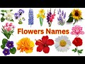 Top 100 Flower Names In The World Flower In English Learn Flowers Vocabulary