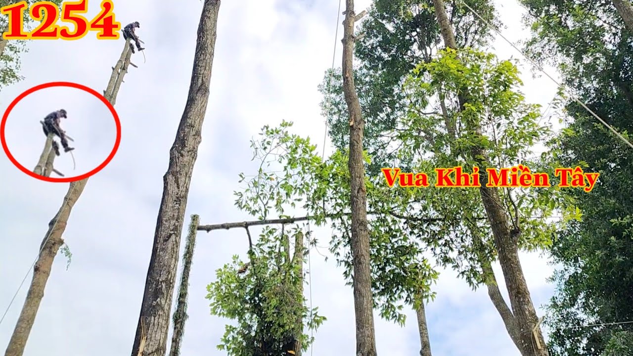 Thót tin khi anh Hiền rung rinh trên thân cây Dầu Cutting red wood ...