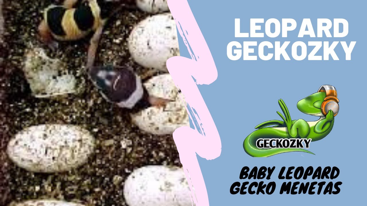 CARA SETTING INKUB TELUR LEOPARD GECKO 