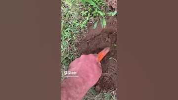 Rare War of 1812 Era Militia Button found #metaldetecting #longisland !