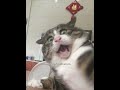 Meow