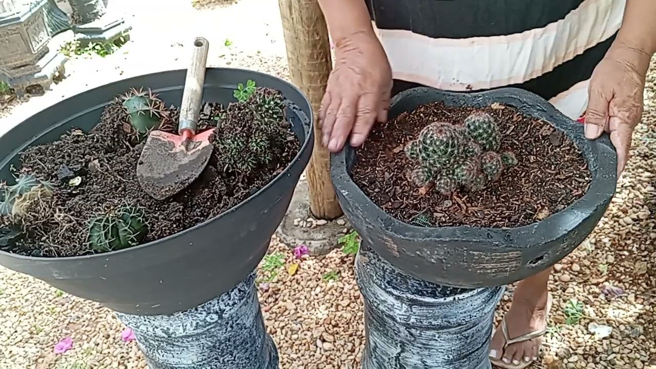 Olá pessoal, vamos de mais um replantio de cactos 🌵
