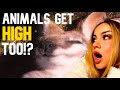 Reindeer on Mushrooms?? Santa Explain. | “When Animals Get Elevated” Reaction