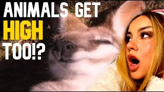 Reindeer on Mushrooms?? Santa Explain. | “When Animals Get Elevated” Reaction