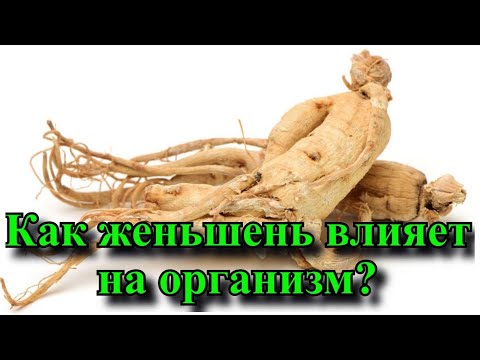 Женьшень обыкновенный - Как влияет на организм человека?